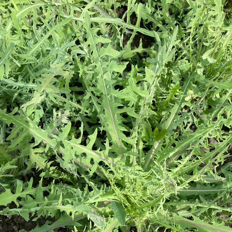 Ewiger Salat "Blauer Lattich"