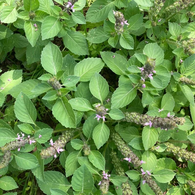 Tulsi "Temperate"