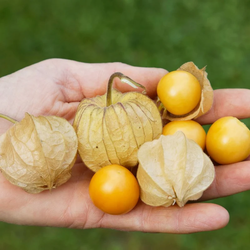 BIO Saatgut Großfrüchtige Physalis Tropicana