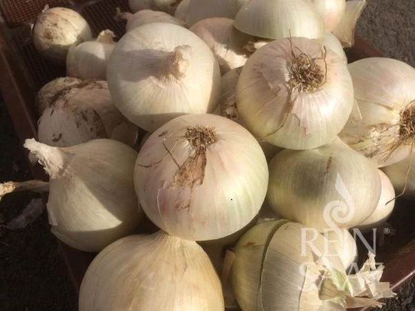 BIO Saatgut Zwiebelsamen Avalon