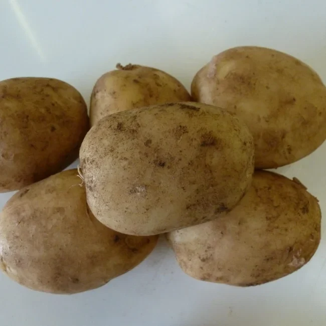 Seed Potatoes: Maris Peer - Autumn Planting For Christmas Harvest (Please Purchase Seperately To Pre-Order Bulbs)