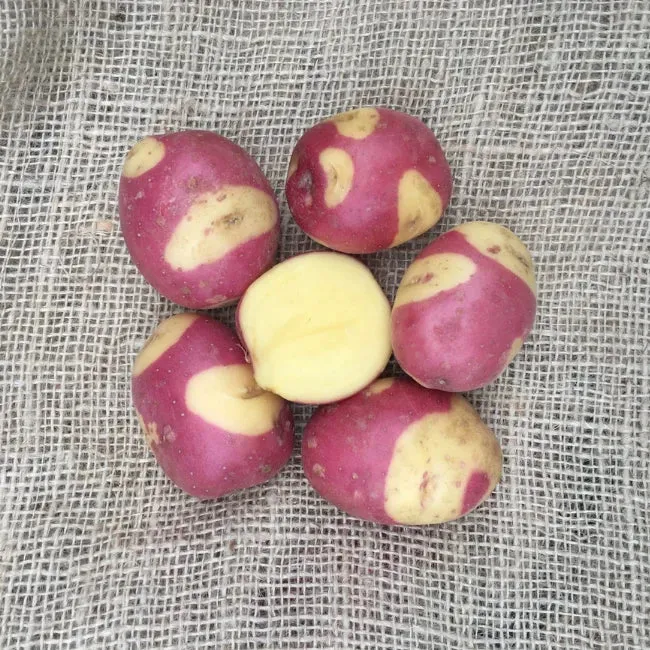 Seed Potatoes: Celebration - Autumn Planting For Christmas Harvest