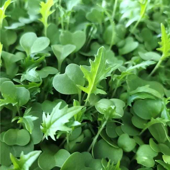 Organic Microgreen Seed: Green Mizuna