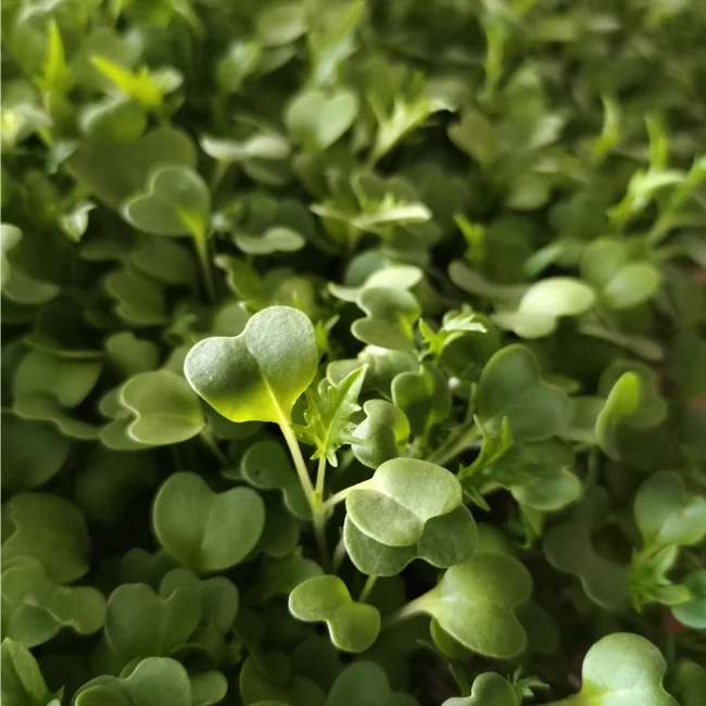 Organic Microgreen Seed: Green Mizuna