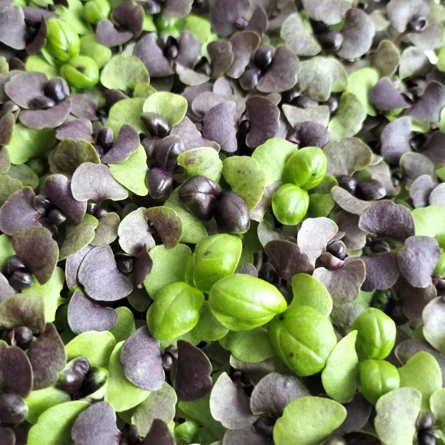 Organic Microgreen Seed: Basil Red Nina