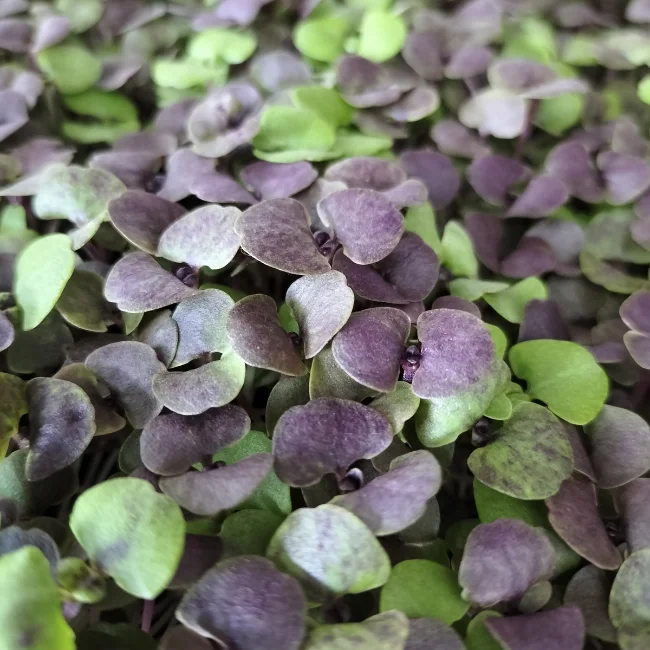 Organic Microgreen Seed: Basil Red Nina