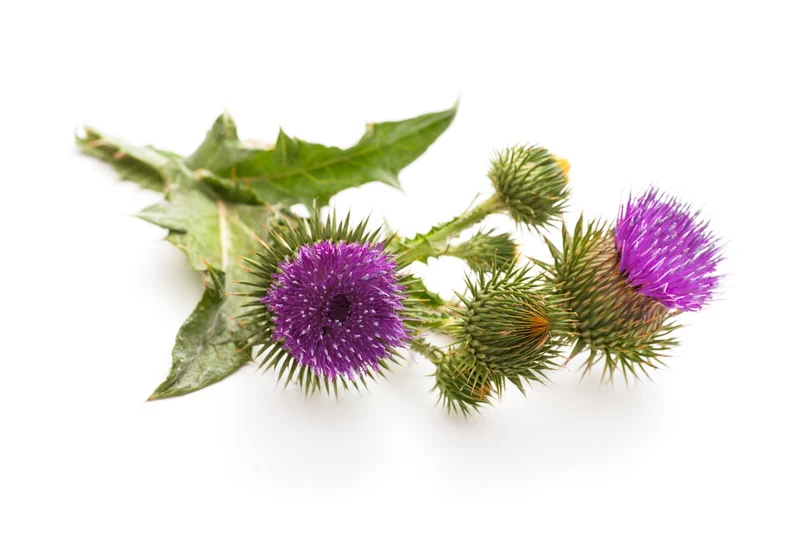 400 Samen Mariendistel * Silybum marianum* Heilpflanze und Wildblume