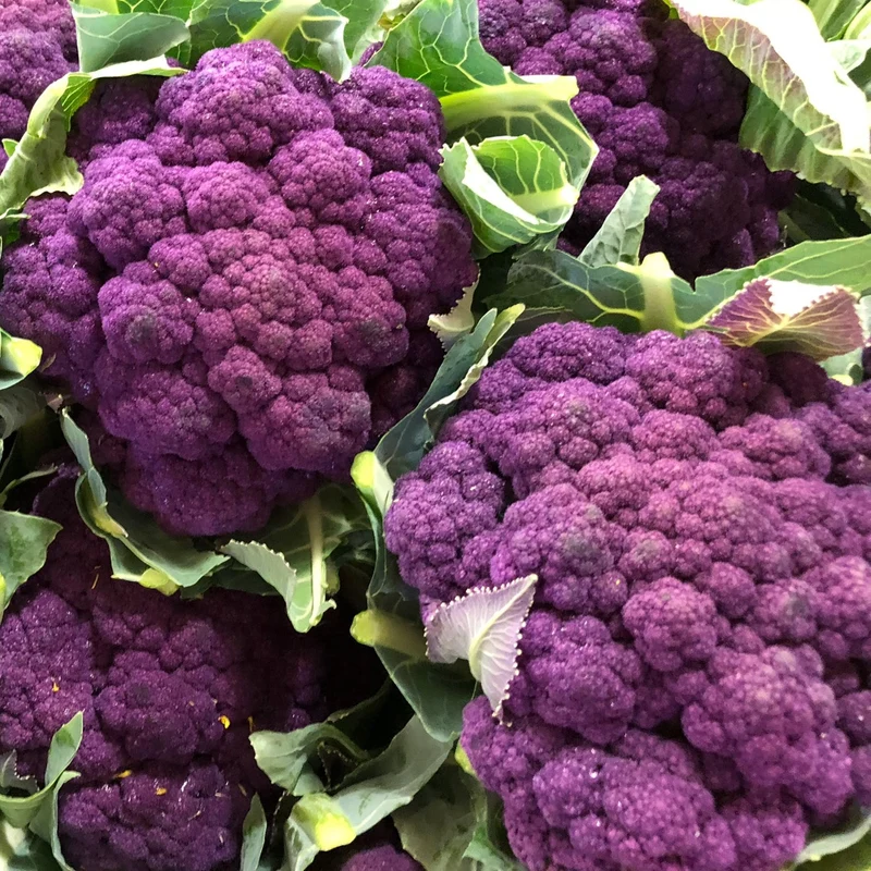 Blumenkohl Di Sicilia violetto Samen
