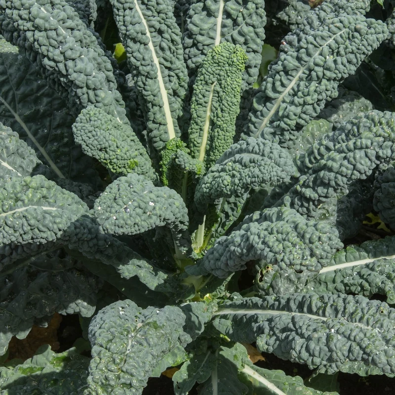 Palmkohl Nero di Toscana Samen
