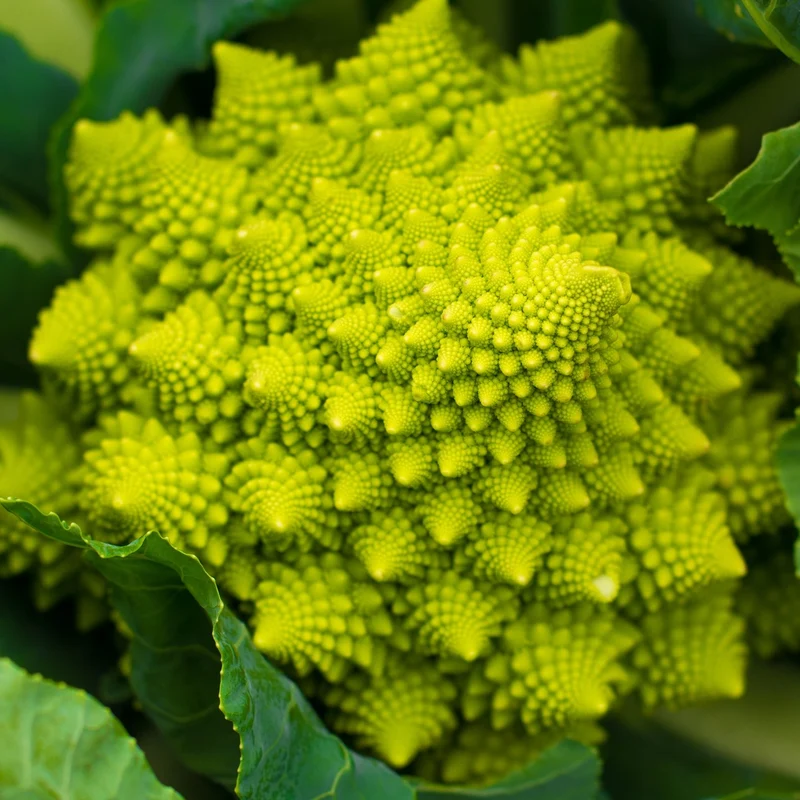 Blumenkohl Romanesco natalino Samen
