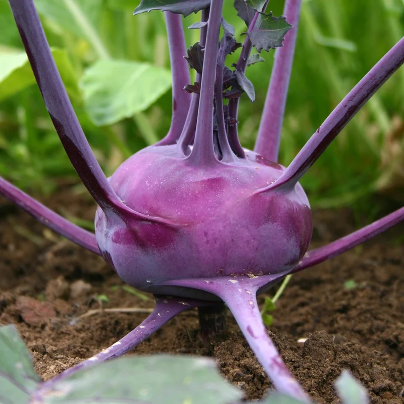 Bio-Kohlrabi Purple Vienna Samen