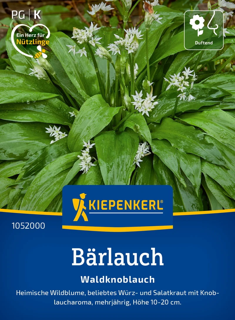 Bärlauch Waldknoblauch Saatgut