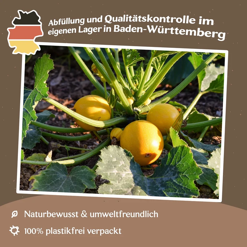 Zucchini Midas F1 Samen