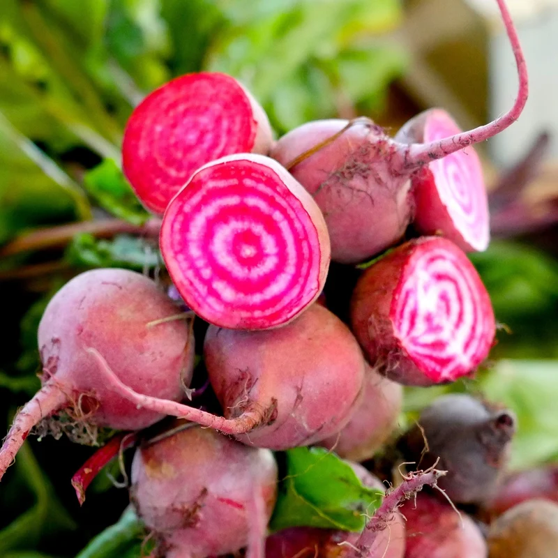 Rote Beete Tonda di Chioggia Samen