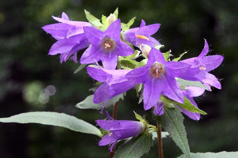 Nesselblättrige Glockenblume (Campanula trachelium)