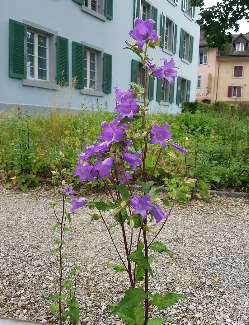 Nesselblättrige Glockenblume (Campanula trachelium)