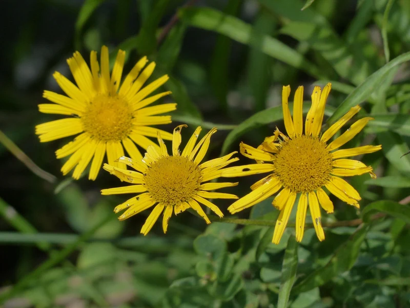 Ochsenauge (Buphtalmum salicifolium)
