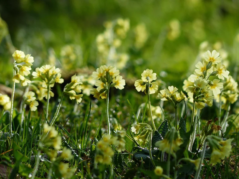 Hohe Schlüsselblume (Primula elatior)