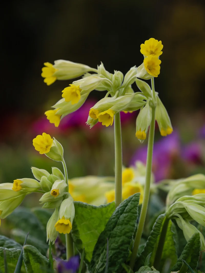 Wiesen-Schlüsselblume (Primula veris)