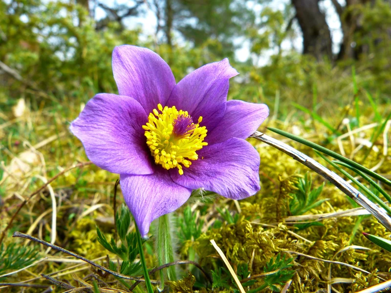 Kuhschelle (Pulsatilla vulgaris)