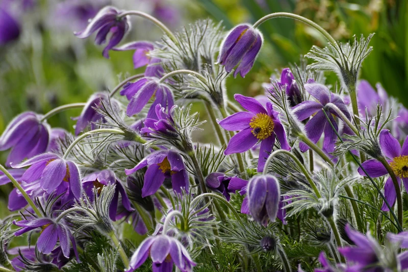Kuhschelle (Pulsatilla vulgaris)
