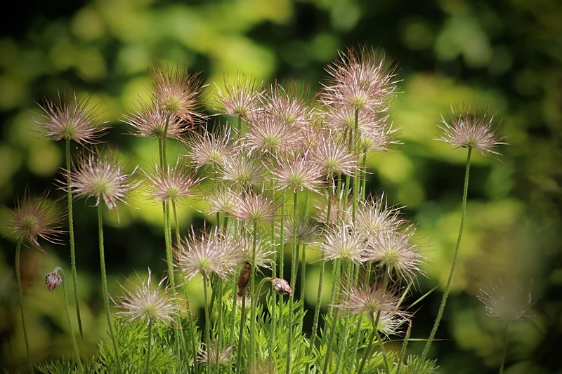 Kuhschelle (Pulsatilla vulgaris)