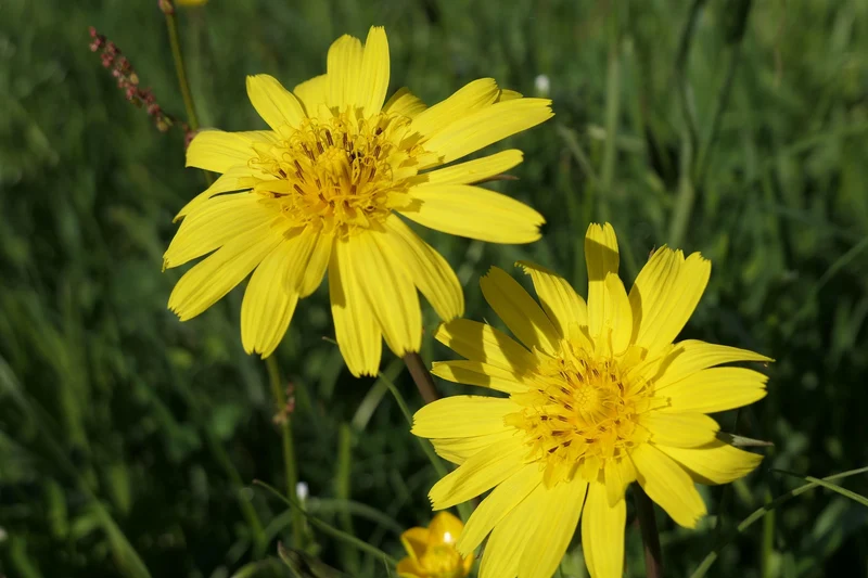 Wiesen-Bocksbart (Tragopogon pratensis)