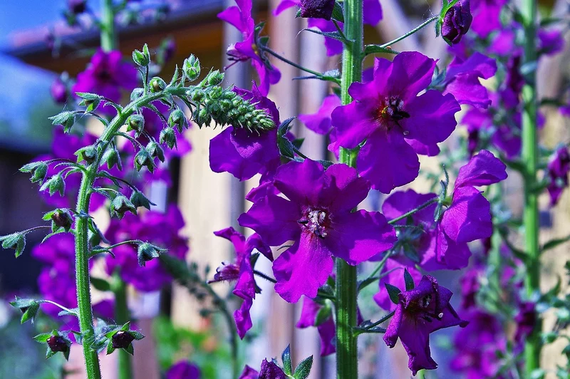 Purpur-Königskerze (Verbascum phoeniceum)