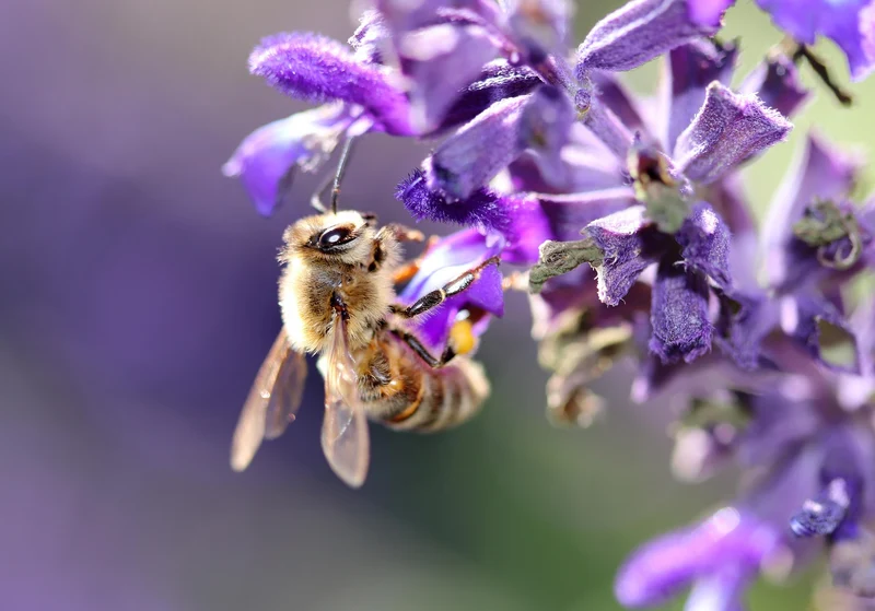 Wiesensalbei (Salvia pratensis)
