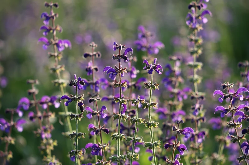 Wiesensalbei (Salvia pratensis)