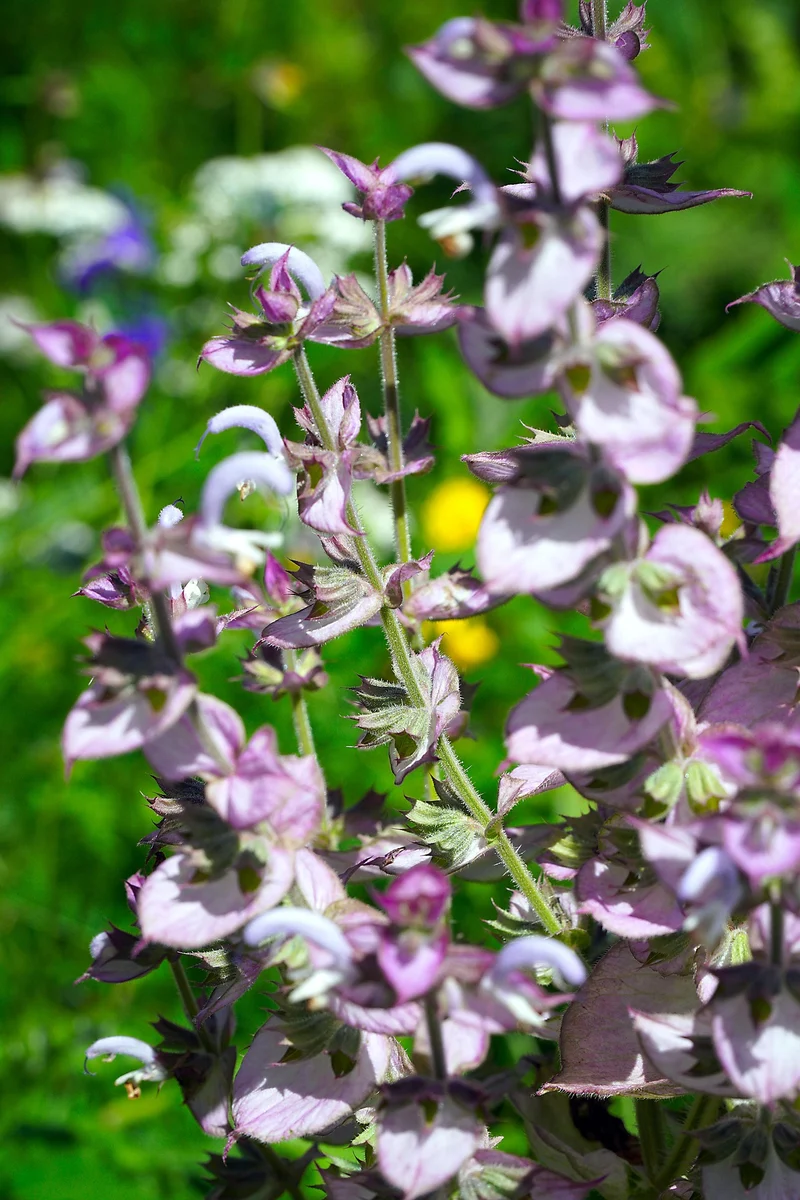 Muskateller-Salbei (Salvia sclarea)