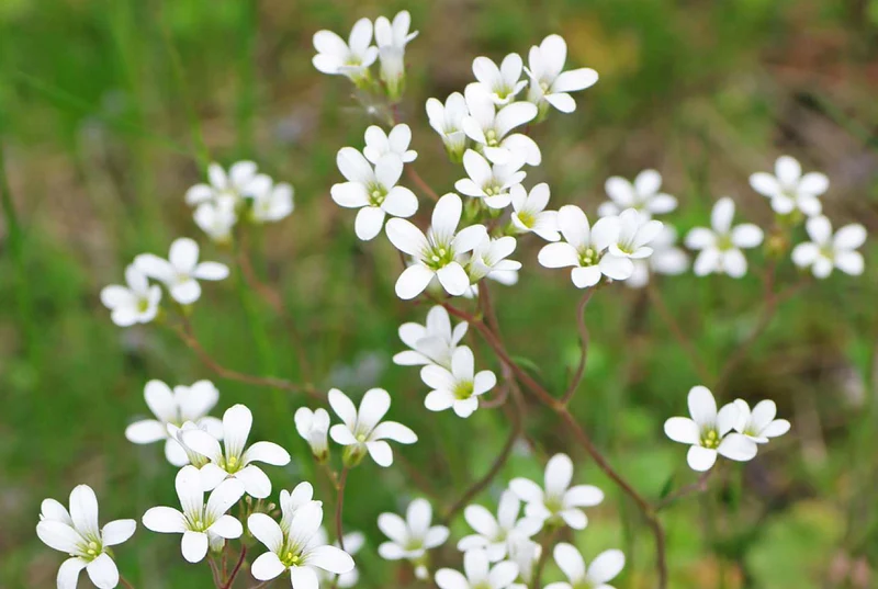 Knöllchen-Steinbrech (Saxifraga granulata)