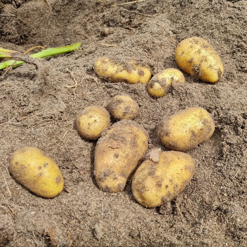 BIO Pflanzkartoffeln Belana 2,5 kg