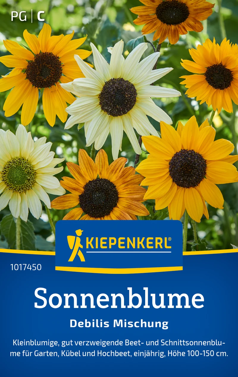Sonnenblume Debilis Mischung Saatgut