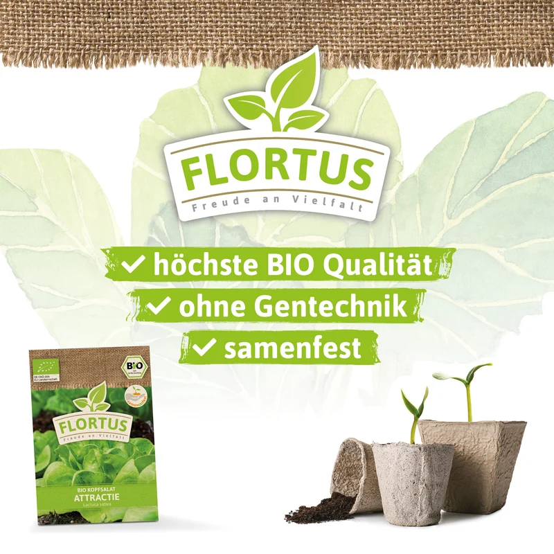 Kopfsalat Attractie | BIO Salatsamen von FLORTUS