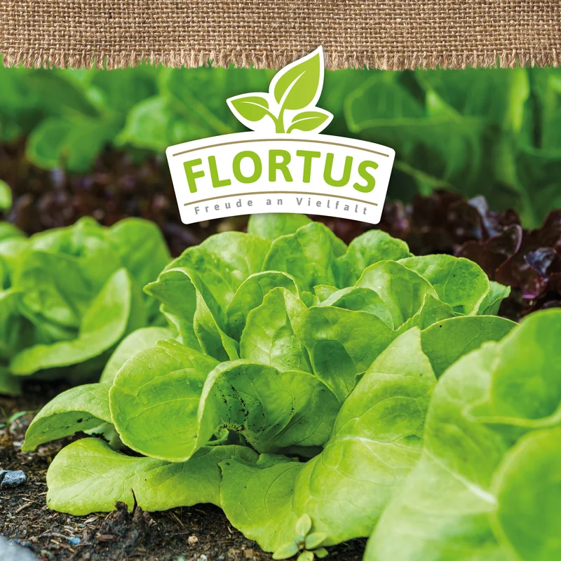 Kopfsalat Attractie | BIO Salatsamen von FLORTUS