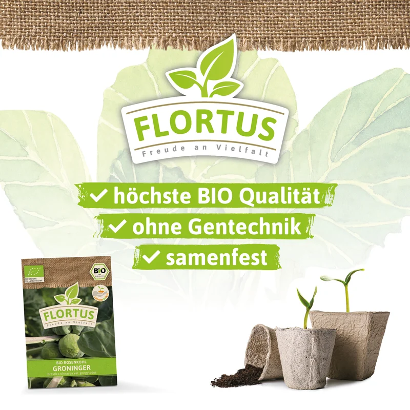 Rosenkohl Groninger | BIO Kohlsamen von FLORTUS