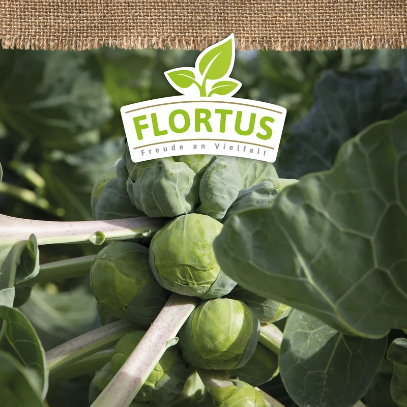 Rosenkohl Groninger | BIO Kohlsamen von FLORTUS