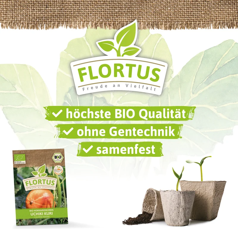 Hokkaidokürbis Uchiki Kuri | BIO Kürbissamen von FLORTUS