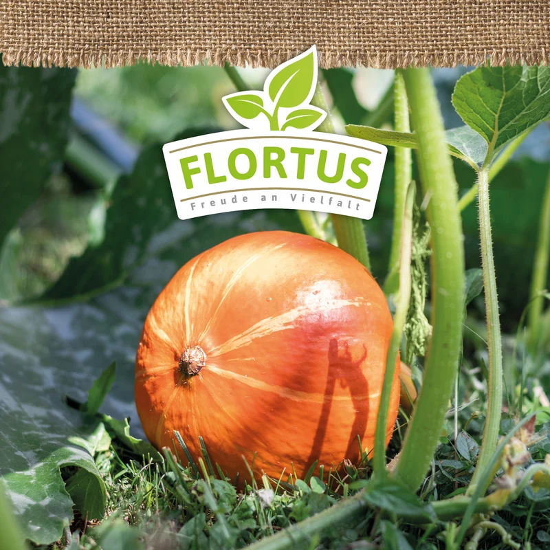 Hokkaidokürbis Uchiki Kuri | BIO Kürbissamen von FLORTUS