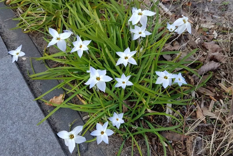 Spring Star Mix (AM99015) "Bio"