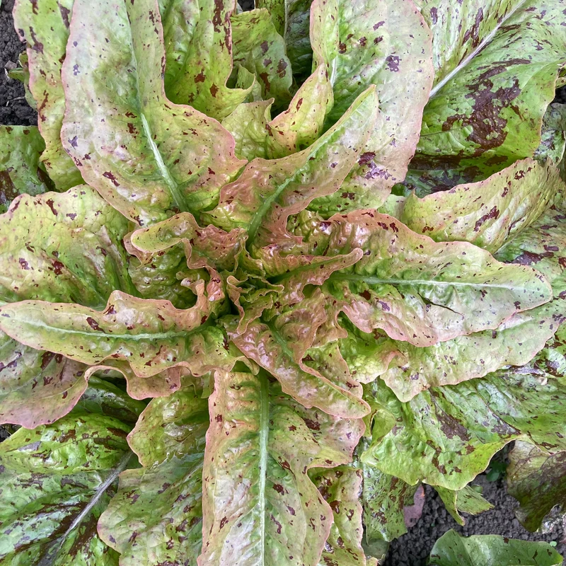 Salat "Wild Garden Freedommix"