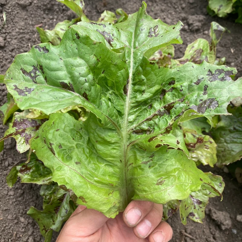 Salat "Wild Garden Freedommix"