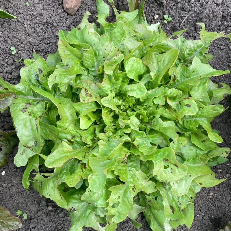 Salat "Wild Garden Freedommix"