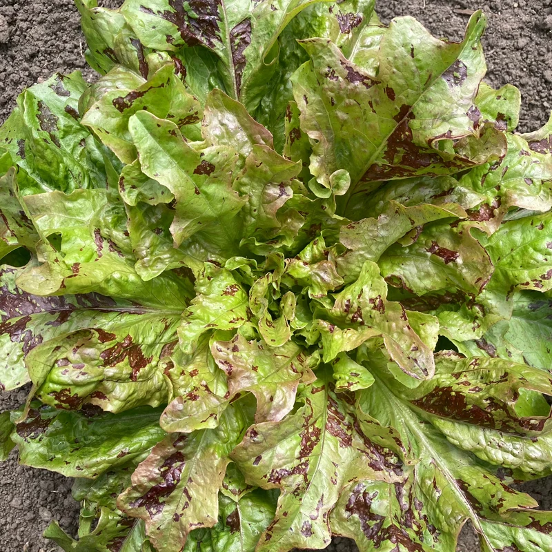 Salat "Wild Garden Freedommix"