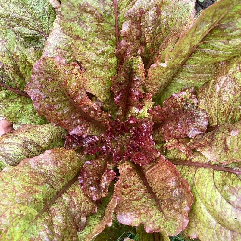 Salat "Wild Garden Freedommix"