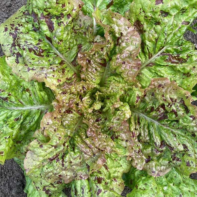 Salat "Wild Garden Freedommix"