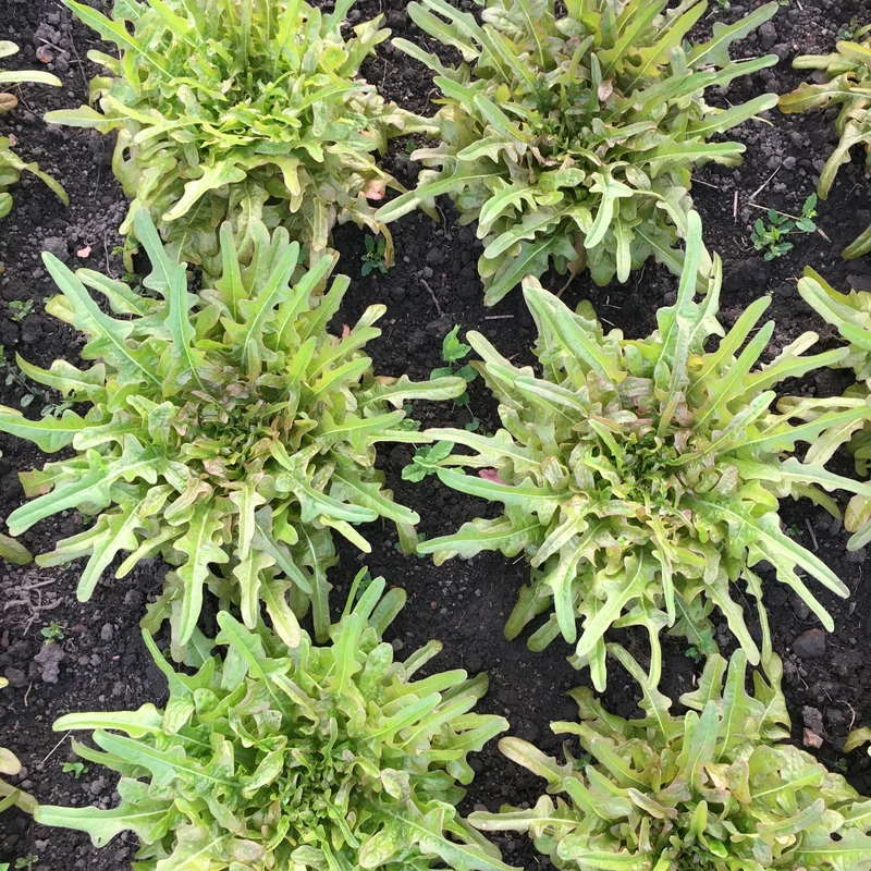 Salat "Biscia Rossa"