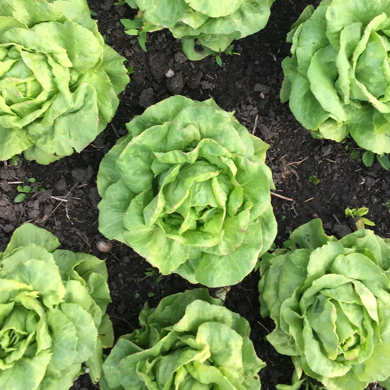 Salat "Palatine"