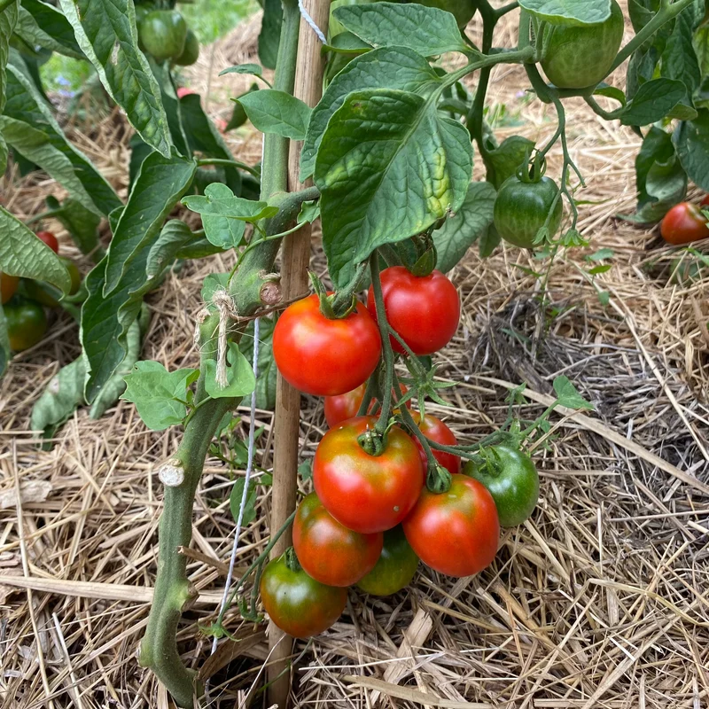Salattomate "Stupice"